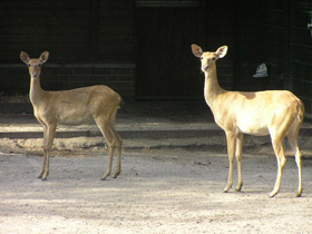 Фото Олень-лира