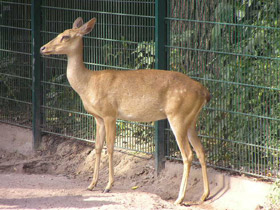 Фото Олень-лира