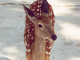 Смотреть фото Уссурийский пятнистый олень Фото Уссурийский пятнистый олень
