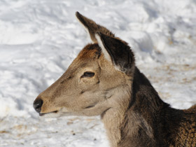 Фото Пятнистый олень