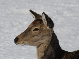 Фото Пятнистый олень