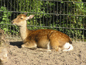 Фото Пятнистый олень