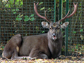 Смотреть фото Индийский замбар Фото Индийский замбар