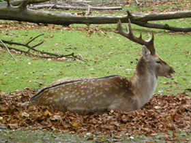 Фото Иранская лань