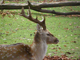 Фото Иранская лань