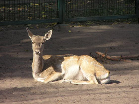 Фото Иранская лань