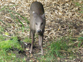 Смотреть фото Хохлатый олень Фото Хохлатый олень