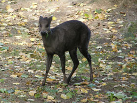 Смотреть фото Хохлатый олень Фото Хохлатый олень