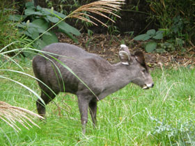 Смотреть фото Хохлатый олень Фото Хохлатый олень