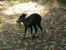 Смотреть фото Хохлатый олень Фото Хохлатый олень