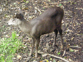 Смотреть фото Хохлатый олень Фото Хохлатый олень