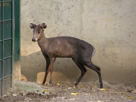 Смотреть фото Хохлатый олень Фото Хохлатый олень