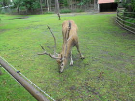 Смотреть фото Олень Давида Фото Олень Давида