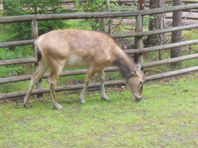 Смотреть фото Олень Давида Фото Олень Давида