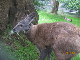 Смотреть фото Кабарга и «отстой» Фото Кабарга и «отстой»