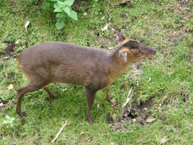 Смотреть фото Китайский мунтжак Фото Китайский мунтжак