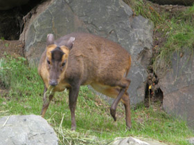 Смотреть фото Китайский мунтжак Фото Китайский мунтжак