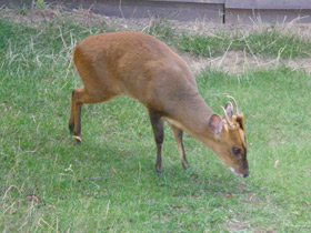 Смотреть фото Китайский мунтжак Фото Китайский мунтжак