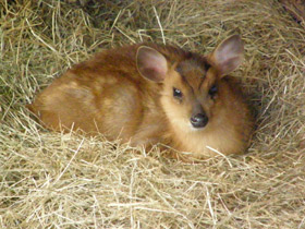 Смотреть фото Китайский мунтжак Фото Китайский мунтжак