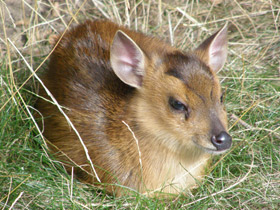 Смотреть фото Китайский мунтжак Фото Китайский мунтжак