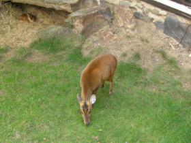 Смотреть фото Китайский мунтжак Фото Китайский мунтжак