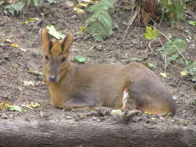 Смотреть фото Китайский мунтжак Фото Китайский мунтжак