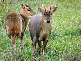 Смотреть фото Китайский мунтжак Фото Китайский мунтжак