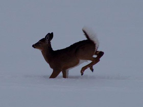 Фото Белохвостый олень
