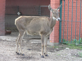 Смотреть фото Беломордый олень Фото Беломордый олень