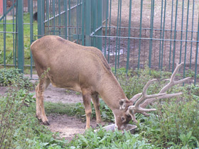 Смотреть фото Беломордый олень Фото Беломордый олень