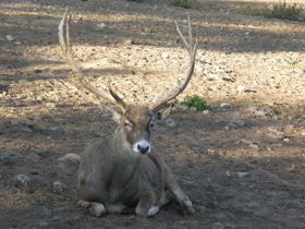 Смотреть фото Беломордый олень Фото Беломордый олень