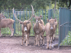 Смотреть фото Беломордый олень Фото Беломордый олень