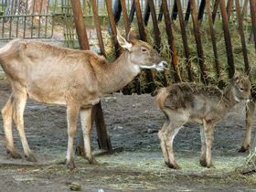 Фото Беломордый олень: шоу полковника Пржевальского