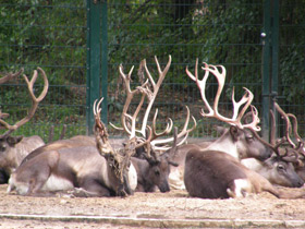 Смотреть фото Животные - символы Фото Животные - символы