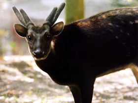 Филиппинский пятнистый олень Филиппинский пятнистый олень