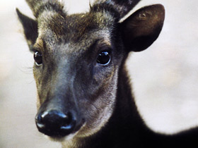 Смотреть фото Филиппинский пятнистый олень Фото Филиппинский пятнистый олень