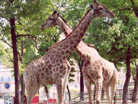 Смотреть фото 10 интересных фактов о жирафах Фото 10 интересных фактов о жирафах