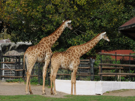 Смотреть фото Жираф Фото Жираф