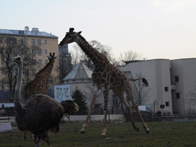 Смотреть фото 10 интересных фактов о жирафах Фото 10 интересных фактов о жирафах