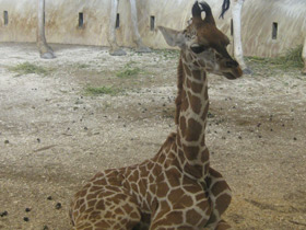 Смотреть фото 10 интересных фактов о жирафах Фото 10 интересных фактов о жирафах