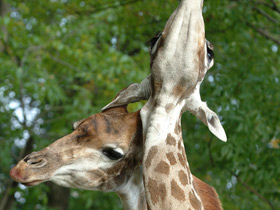 Жираф Жираф