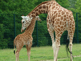 Смотреть фото Жираф Фото Жираф