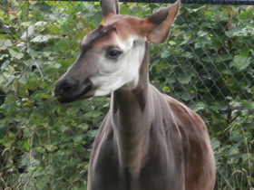 Смотреть фото Окапи Фото Окапи