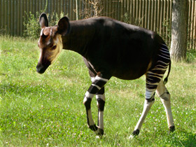 Смотреть фото Окапи: второй век с заирским отшельником Фото Окапи: второй век с заирским отшельником