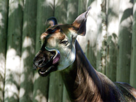 Смотреть фото Окапи: второй век с заирским отшельником Фото Окапи: второй век с заирским отшельником