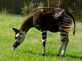 Смотреть фото Окапи: второй век с заирским отшельником Фото Окапи: второй век с заирским отшельником