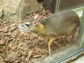 Смотреть фото Малый оленёк Фото Малый оленёк