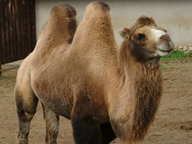 Смотреть фото 10 интересных фактов о верблюдах Фото 10 интересных фактов о верблюдах