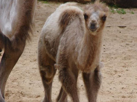 Смотреть фото 10 интересных фактов о верблюдах Фото 10 интересных фактов о верблюдах