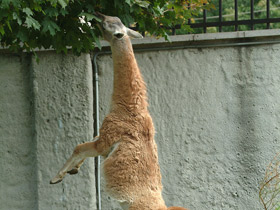 Смотреть фото Гуанако Фото Гуанако